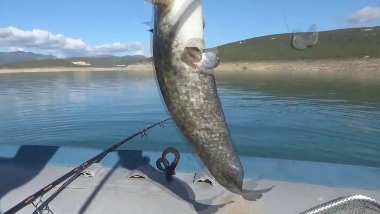 Bućka, napadi soma, Bilećko jezero