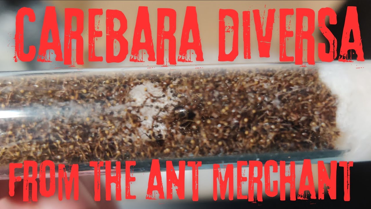 Carebara Diversa from The Ant Merchant (Asian Marauder Ants) (4K)