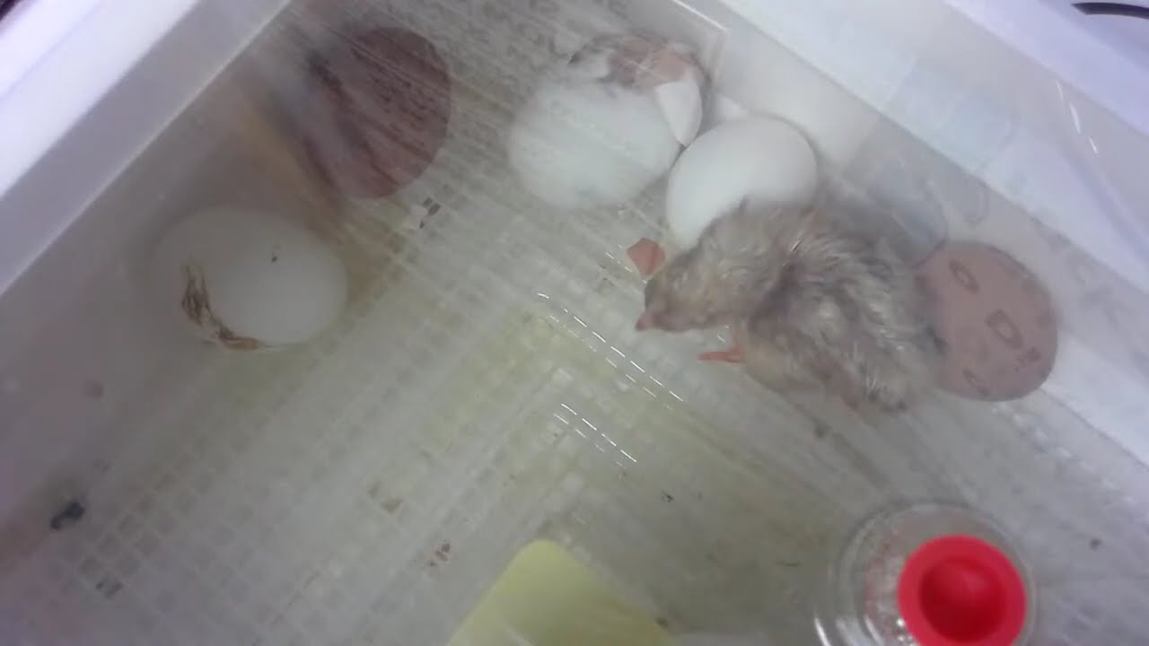 Chick Hatching