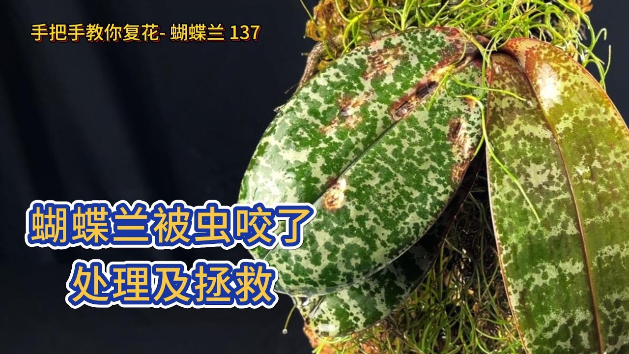 手把手教你复花- 蝴蝶兰 137 蝴蝶兰被虫咬了, 处理及拯救