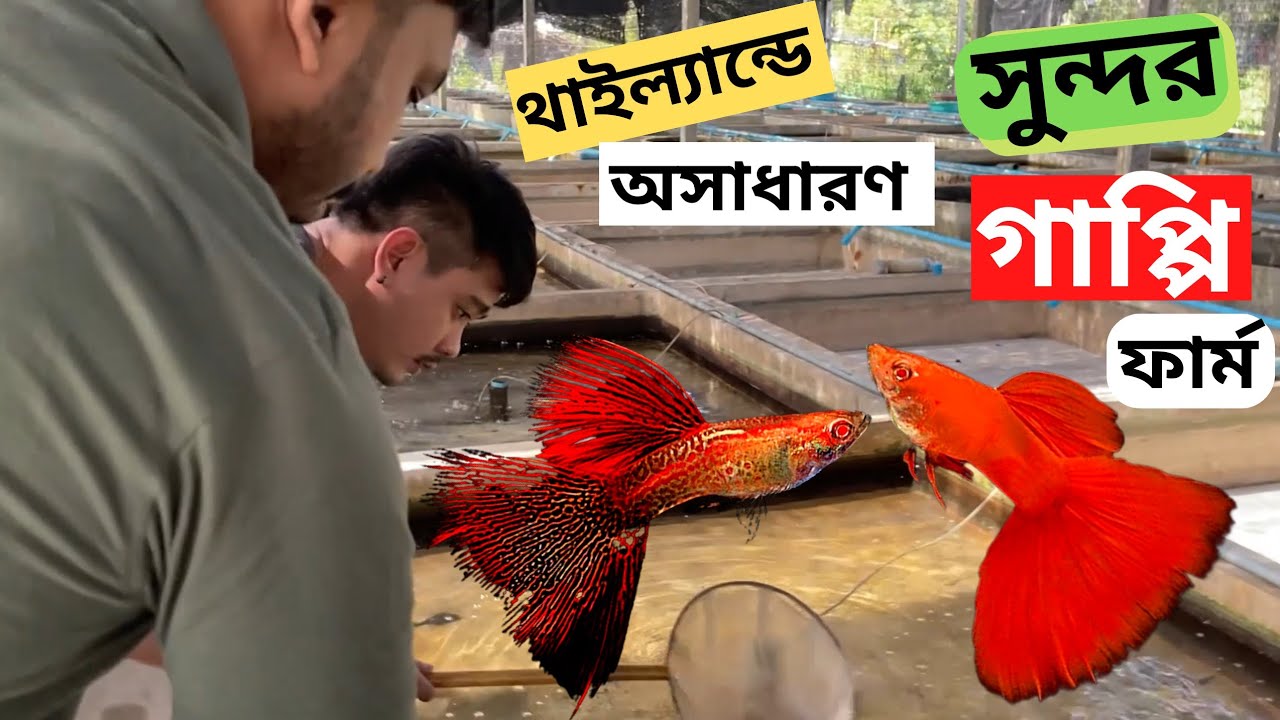 কিভাবে হাজার প্রজাতির গাপ্পি মাছ চাষ হচ্ছে থাইল্যান্ডে, গাপ্পি মাছের খামার , সরাসরি। Guppy Fish Farm