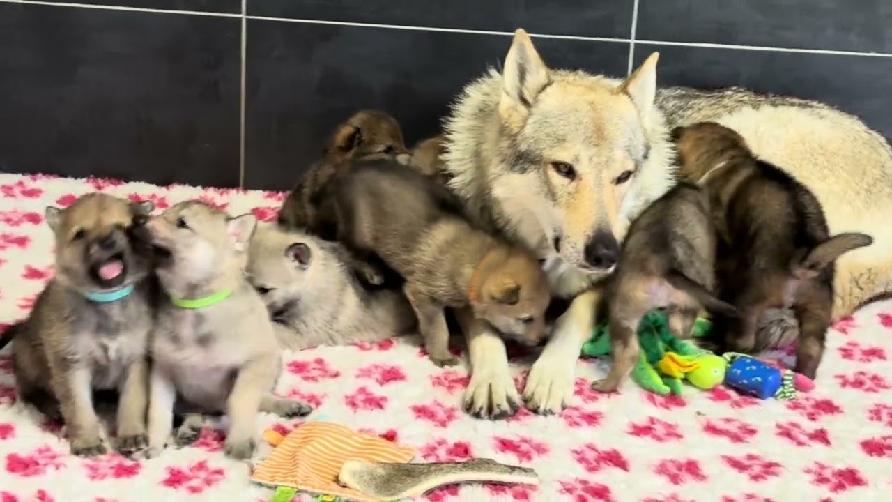 Un dimanche à l’élevage des Loups d’Akairo 