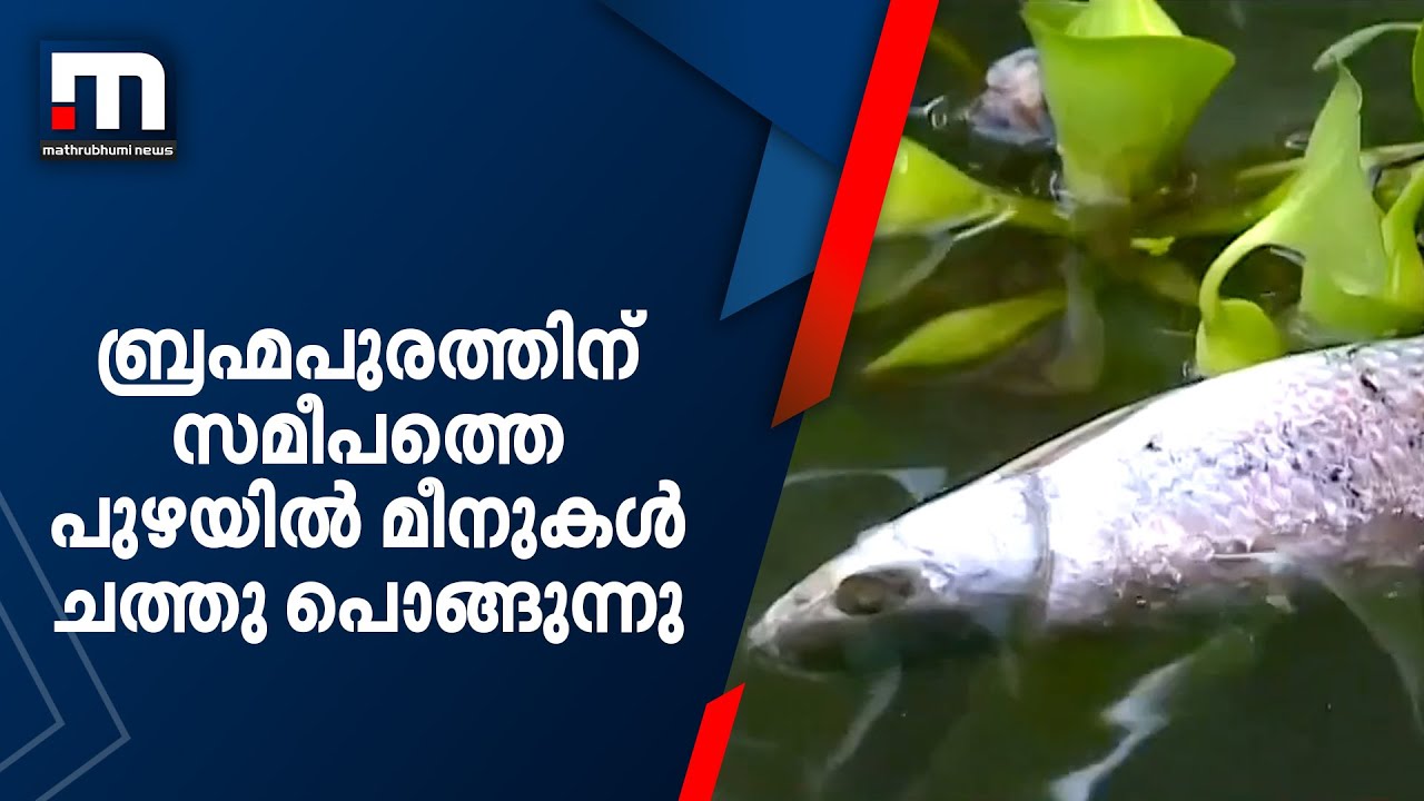 ബ്രഹ്മപുരത്തിന് സമീപത്തെ പുഴയിൽ മീനുകള്‍ ചത്തു പൊങ്ങുന്നു; ആശങ്കയിൽ പ്രദേശവാസികള്‍ |Brahmapuram Fire