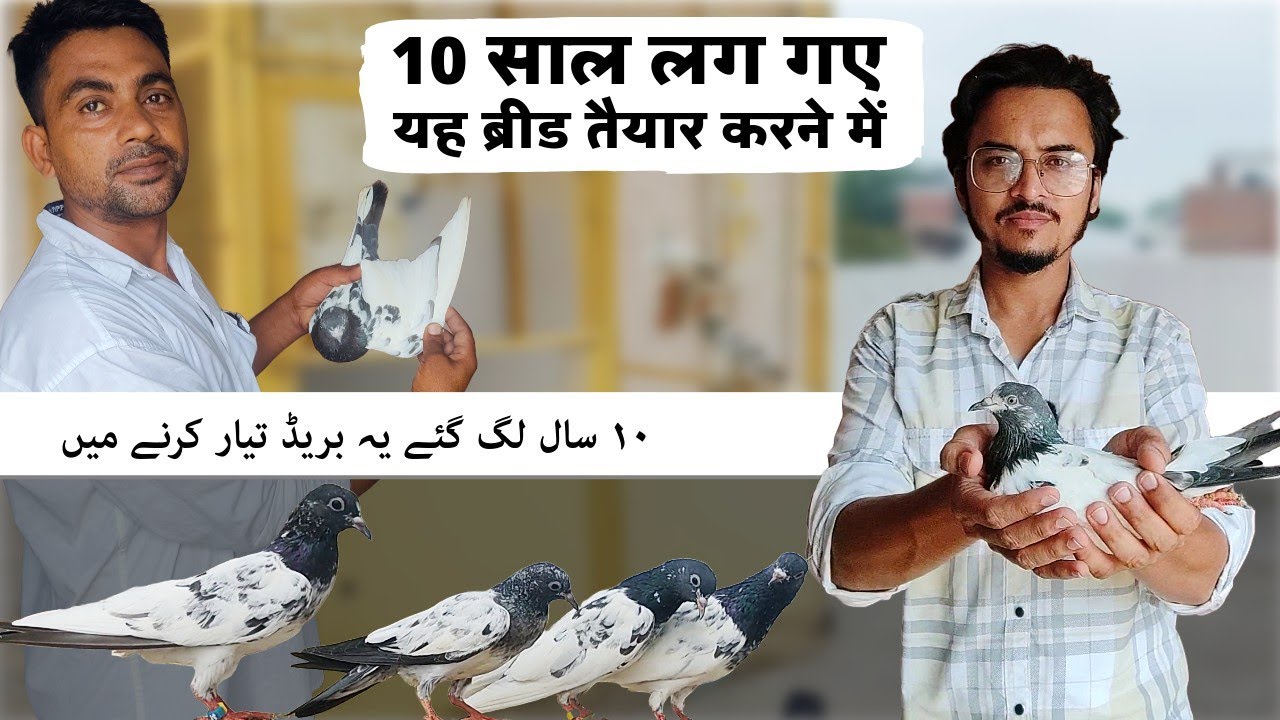 10 साल की मेहनत के बाद की यह ब्रीड तैयार  @TheHomeSanctuary
