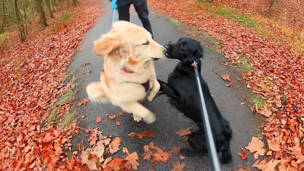 Walking a Flat-Coated Retriever Dog in Oslo | Kalbakken to Grorud