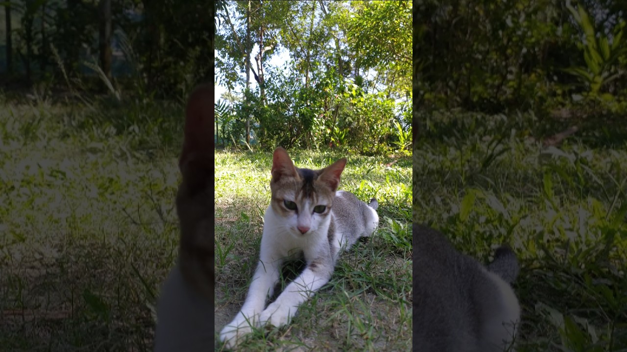 One Little Cat life Video かわいい猫 meow kitten