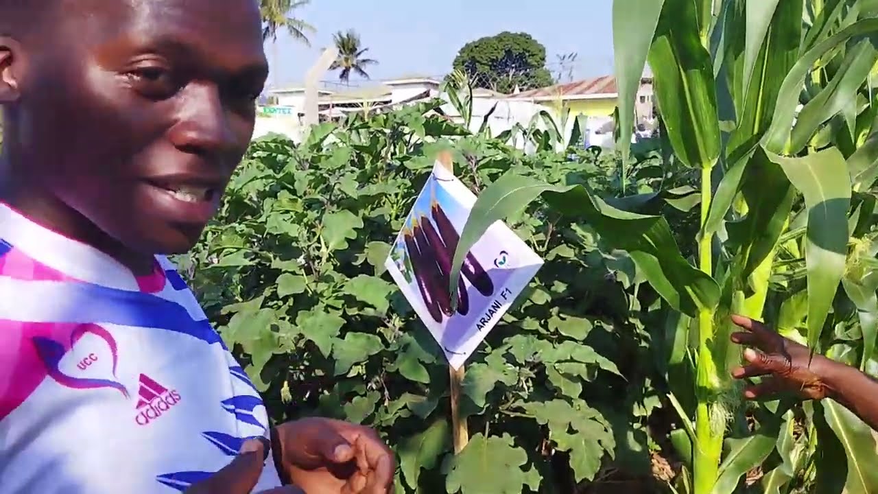 BIRINGANYA (Egg Plant) GROWING for wealth creation (THE JINJA AGRICULTURAL SHOW 2023)