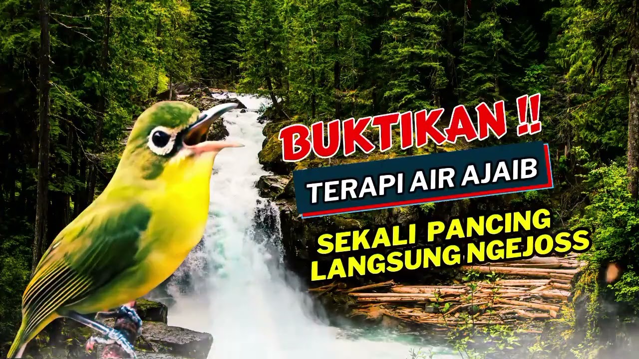 Terbukti Ampuh! Terapi Air Kecial Kuning Lombok Bikin Tambah Sehat | Masteran Kecial Kuning Lombok