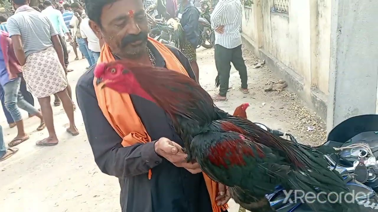 అనంతపురంలో నాటు కోడులు సంత PART(2) 7/01/2023