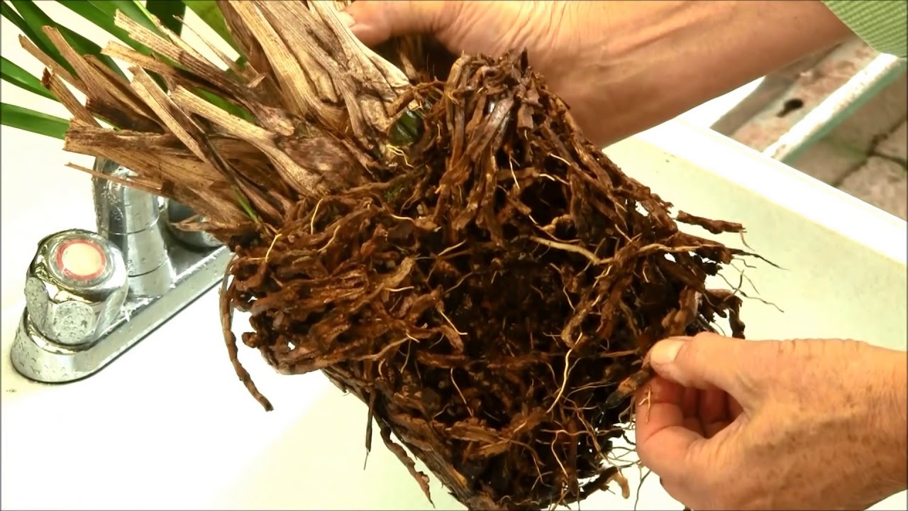 Repotting Cymbidium Orchids