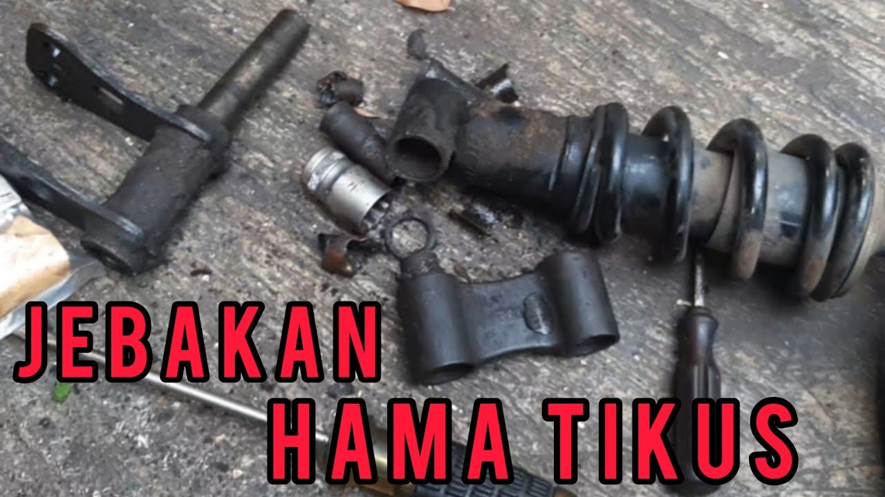 Sangat mudah merawat kaki kaki scorpio agar stabil lagi
