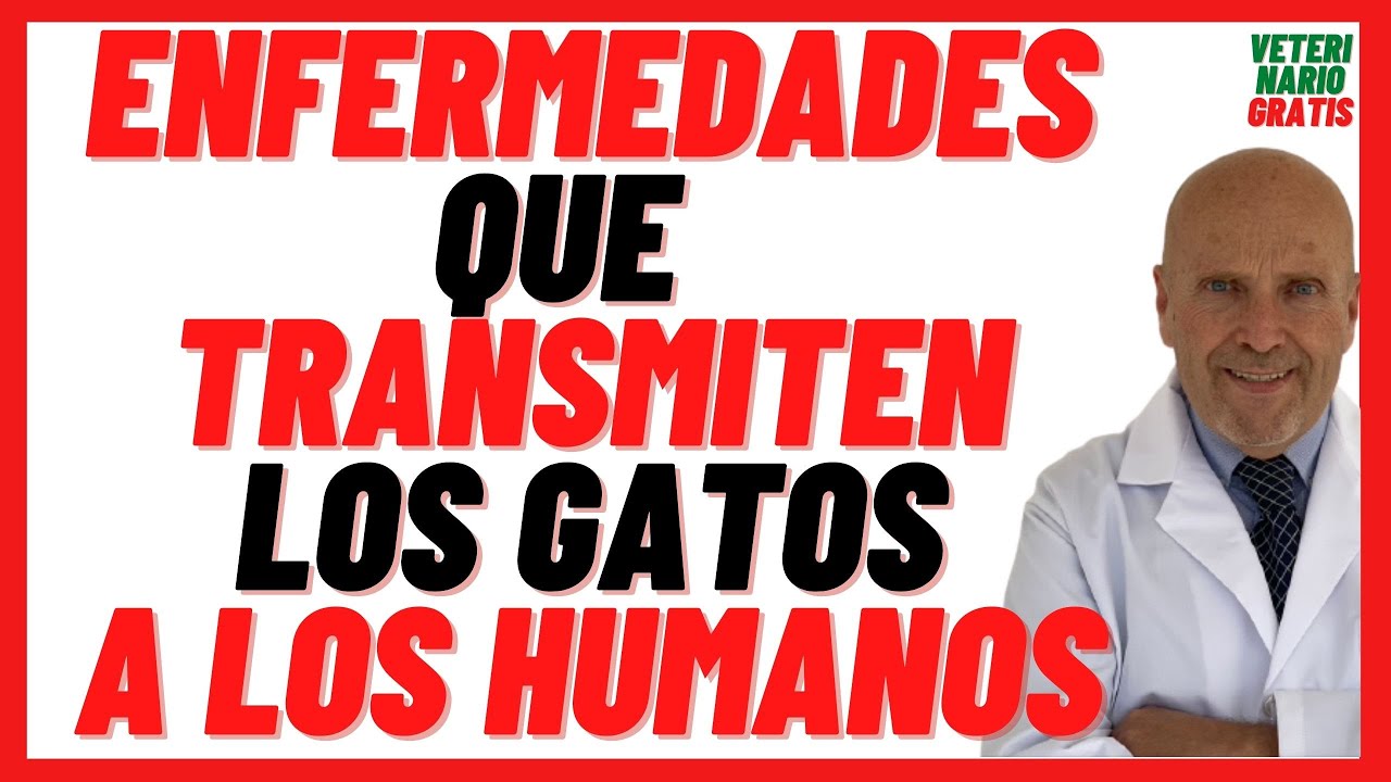 🟣 Enfermedades que Transmiten los Gatos a los Humanos 🟣 las Mujeres, Niños y Hombres 🟣 Toxoplasmosis