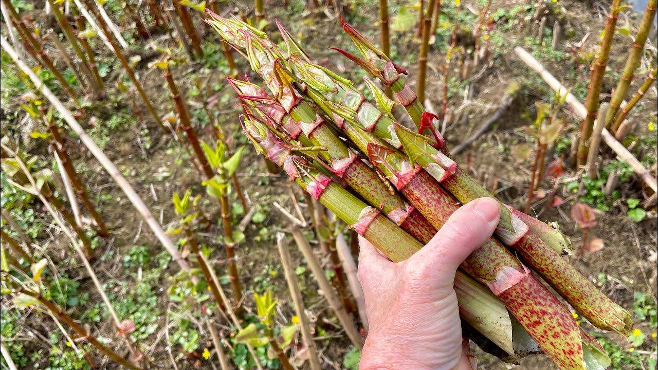 Japanischen Knöterich lecker verarbeiten
