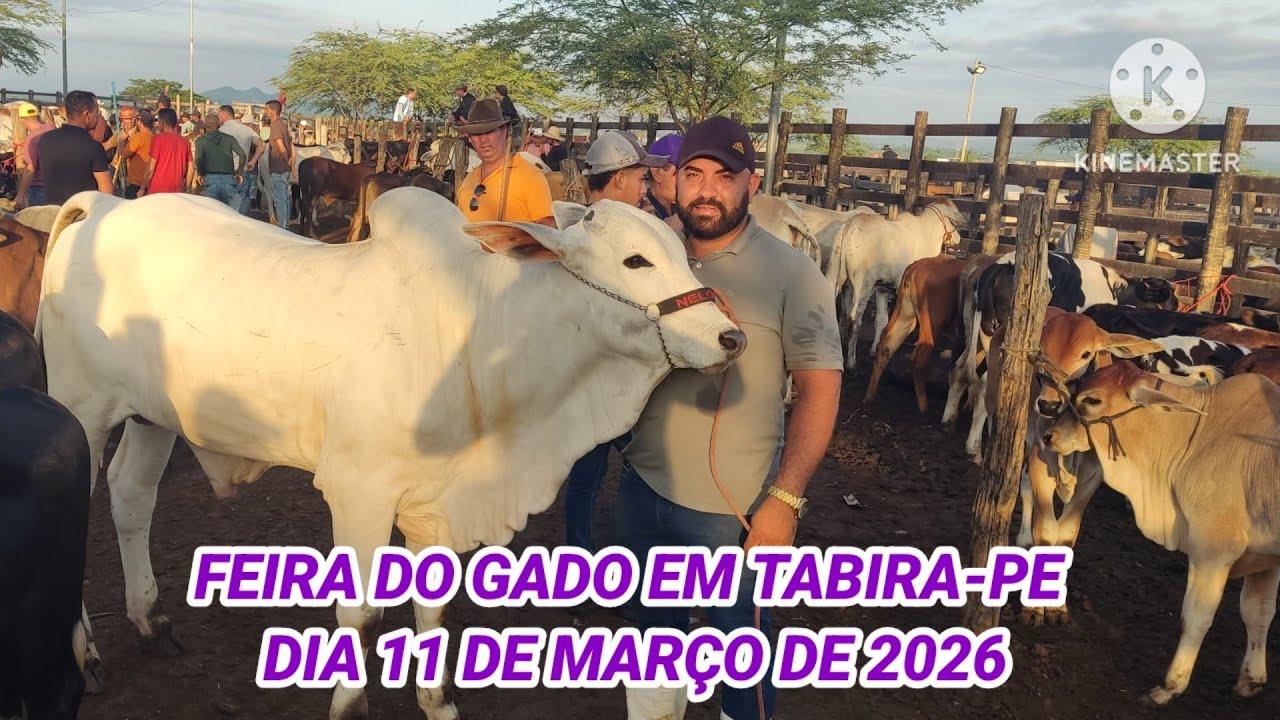De manhã na maior Feira de Gado do Brasil dia 11/03/26