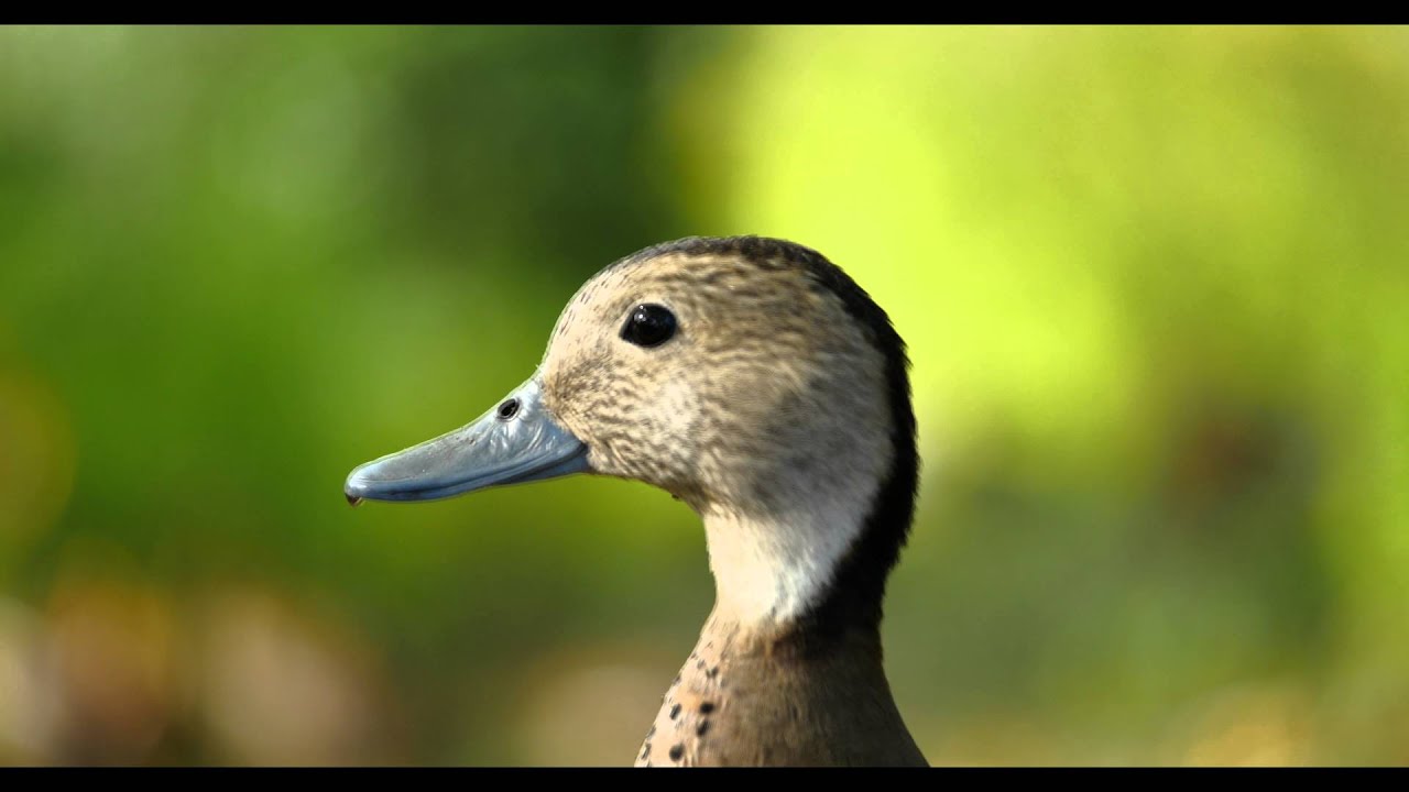 Male Ringed Teal Call #birds #birdsounds