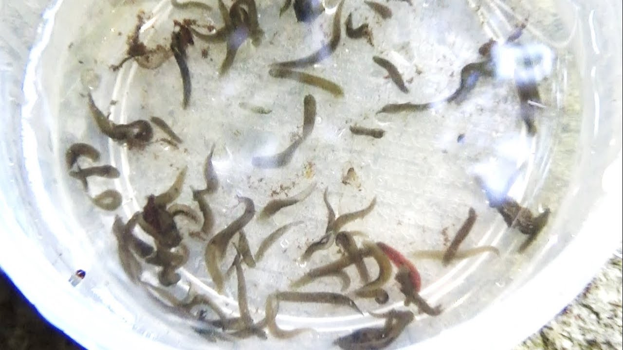 山奥の滝壺でプラナリアを大量捕獲！！！##