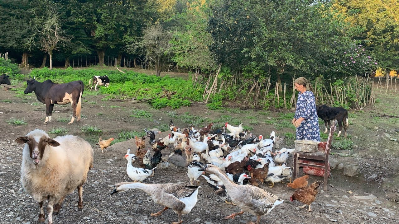 Village Life! Caring of Various Domesticated Animals and Birds in the Village