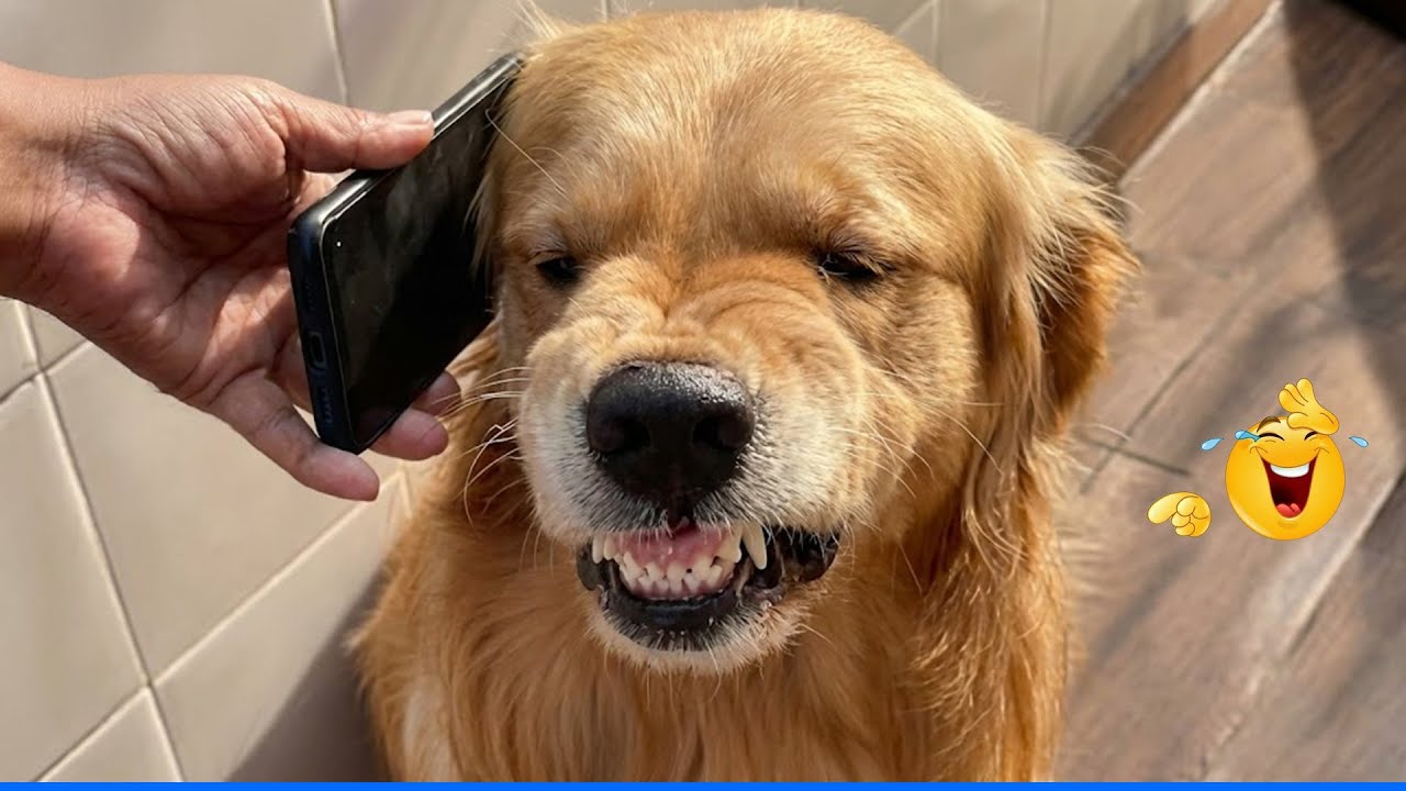 Smarty Funny Animal Video Clips 🐶 Funniest Dog Moments Ever Recorded 🤣