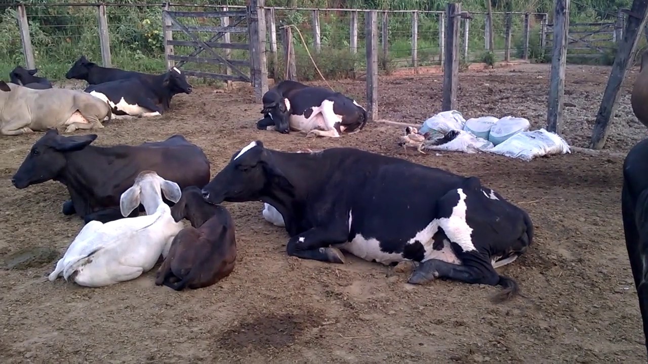 Tirando leite das vacas de manh&atilde; e tratando das galinhas no curral.