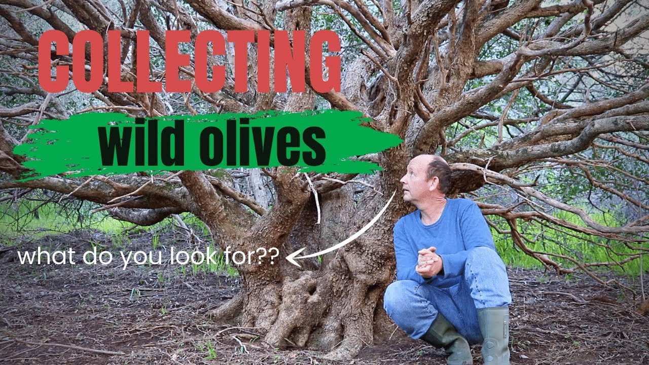 Collecting wild olives for bonsai