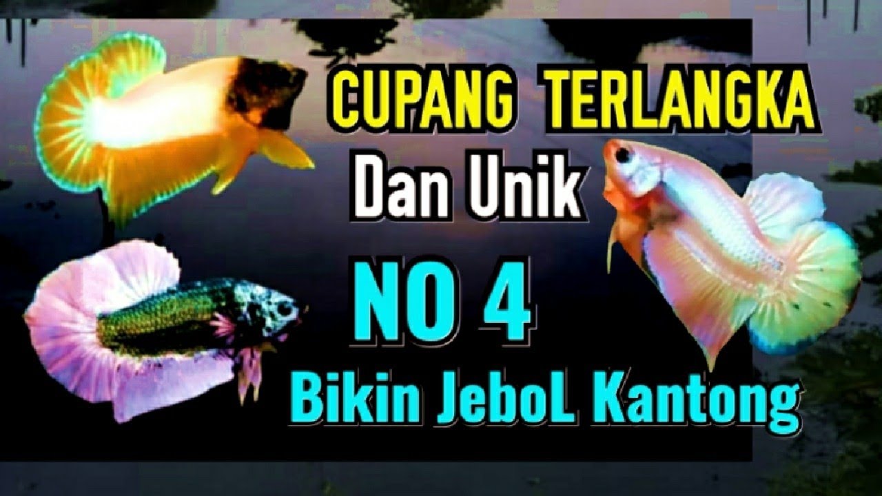 WOUU MENAJUBKAN!! Update Ikan cupang terlangka .