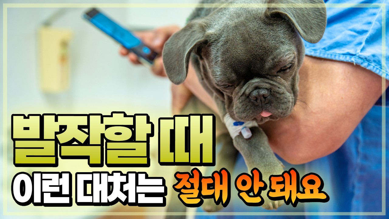 강아지가 갑자기 발작을 한다면 어떻게 해야 할까?