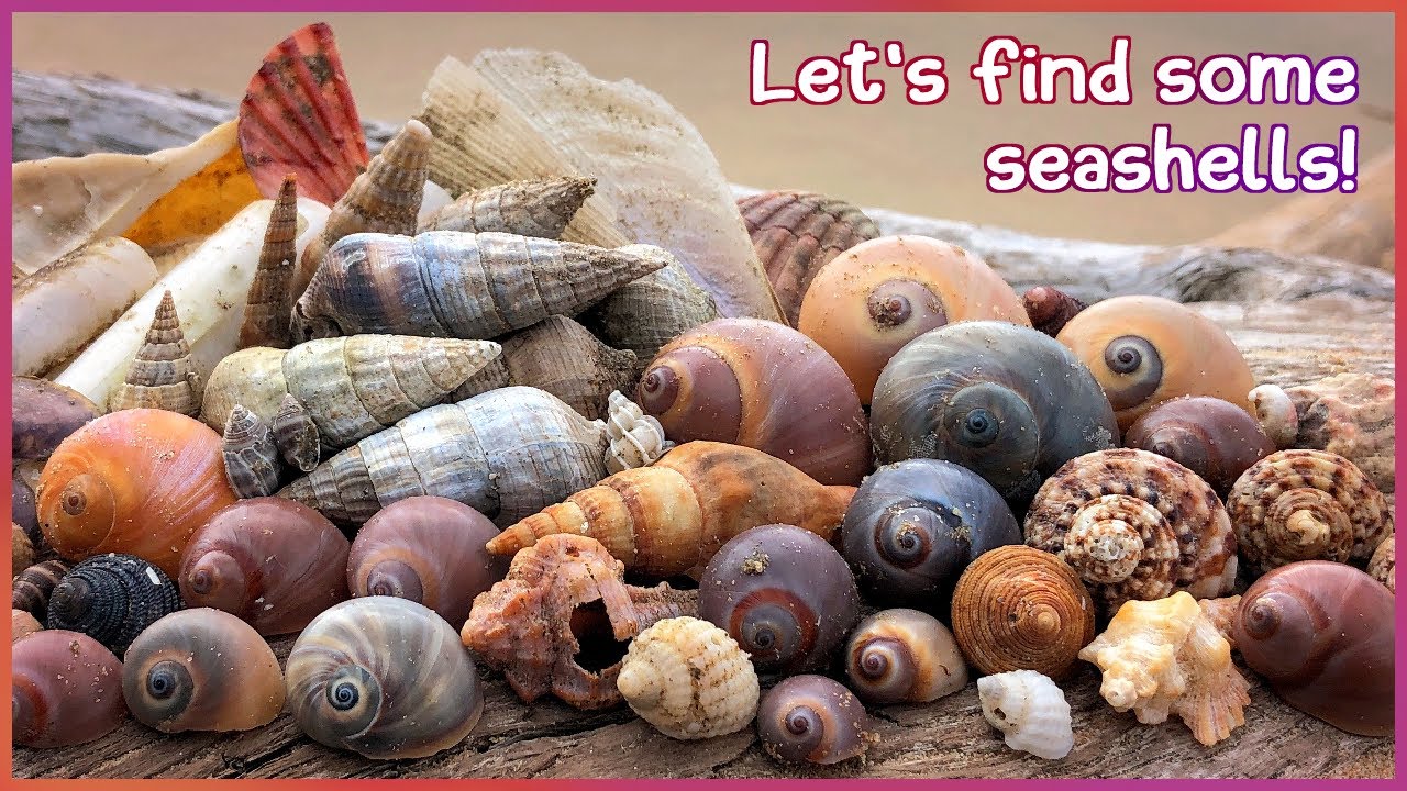 Finding Seashells in the Mangroves | Back to Hervey Bay [Virtual Shelling]