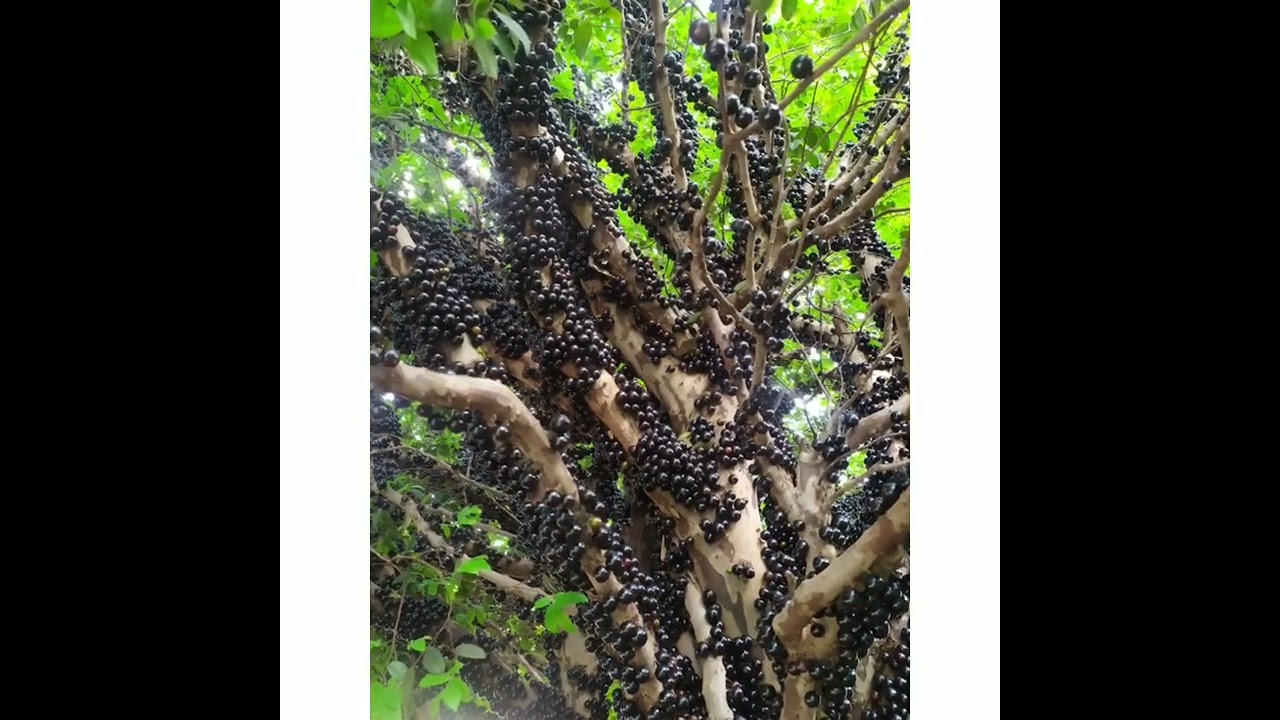 Lindo p&eacute; de Jabuticaba #shorts