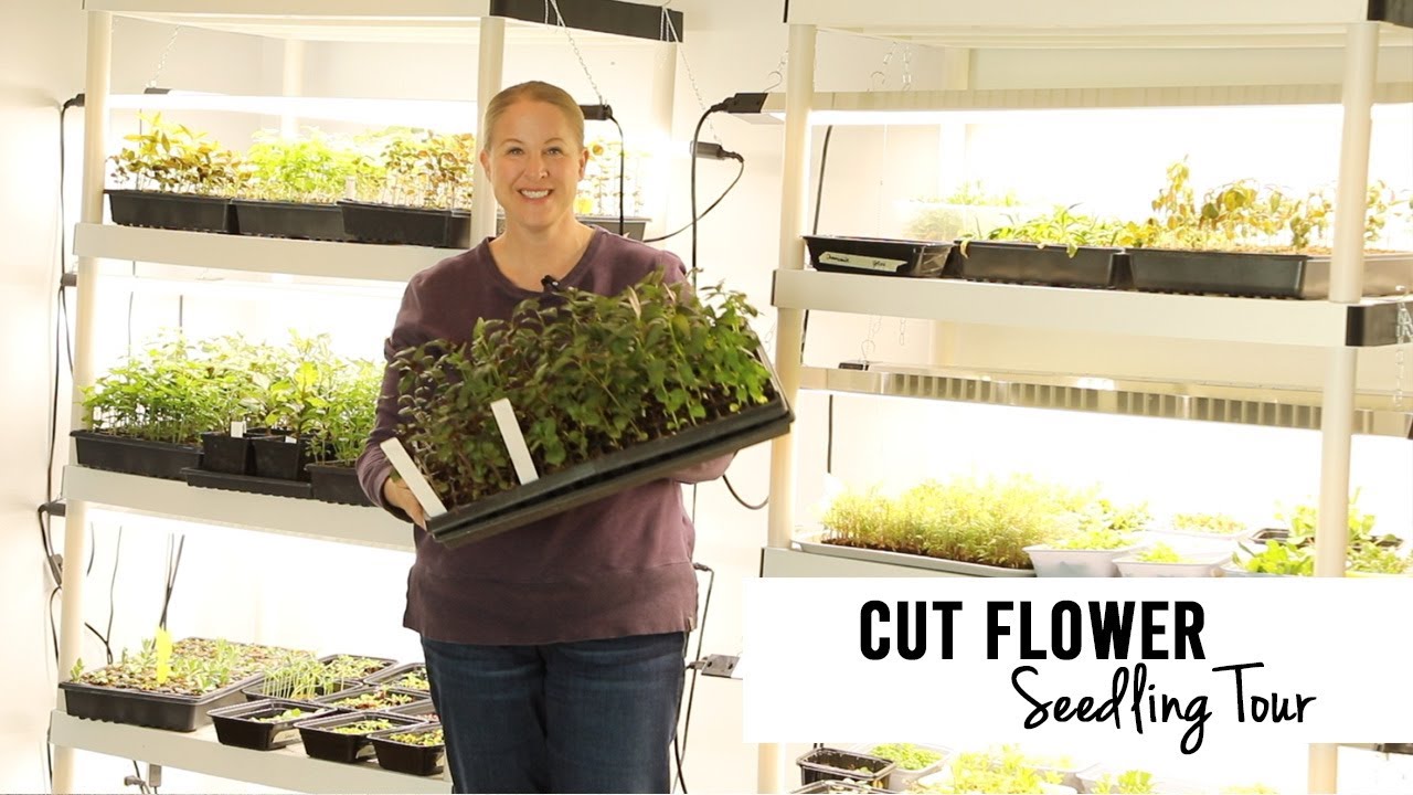 April Seedling Tour for my Cut Flower Farm : Sunshine and Flora Zone 5A, Iowa