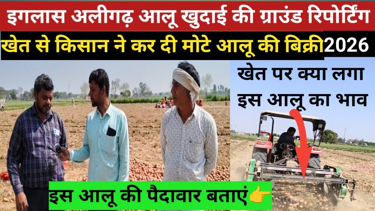 इगलास अलीगढ़ आलू खुदाई की ग्राउंड रिपोर्टिंग/किसान ने खेत से कर दी मोटे आलू की बिक्री/ground report