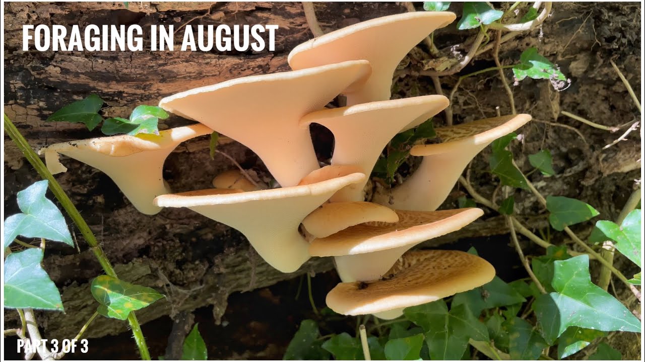 Foraging in August - UK Wildcrafts Foraging Calendar (Part 3 of 3)