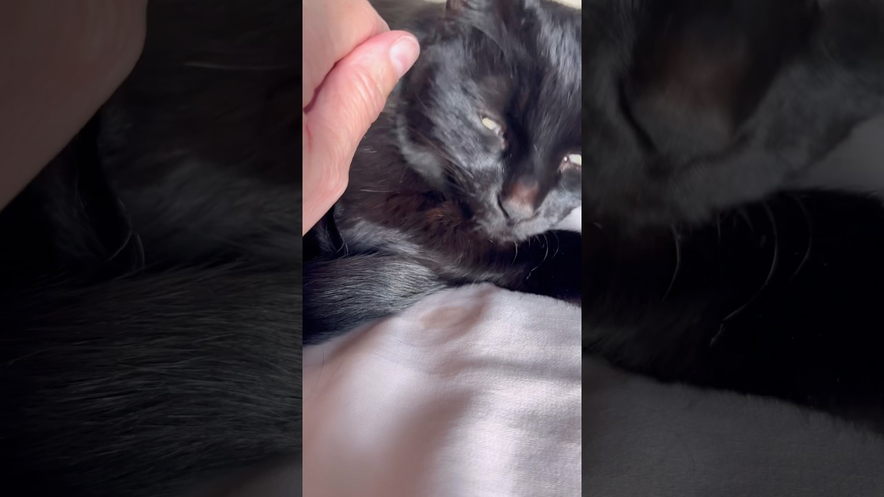 🐈&zwj;⬛😻Усердно работаете или почти не работаете? 🐾🧶 #кошачьяпятница #кот #видеоскотами