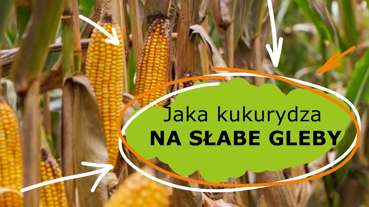 Jaka kukurydza na słabe gleby? Wybór odmian na słabe stanowiska z genetyki Tropical Dent od Lidea.