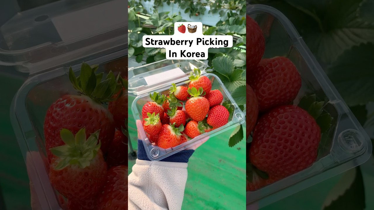 Strawberry picking in Korea is a MUST-DO and here&rsquo;s where to do it! #korea