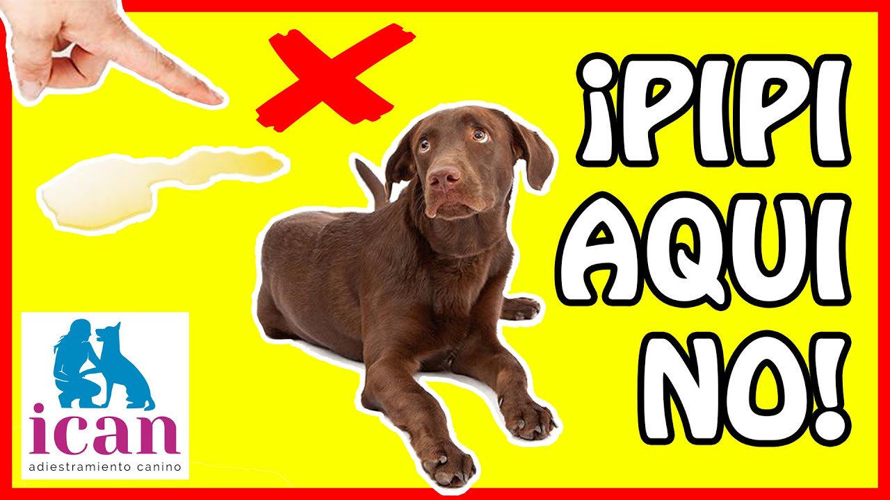 ENSEÑAR a un PERRO o CACHORRO a HACER SUS NECESIDADES EN EL LUGAR DESEADO (100% EFICAZ)
