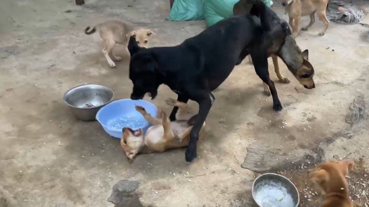 Big dogs do not want to eat small dog food