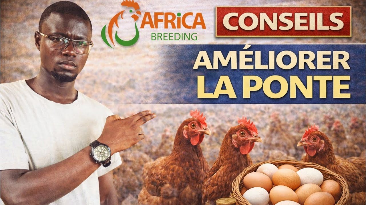 Poules Pondeuses: Des Techniques Pour Augmenter la Ponte...