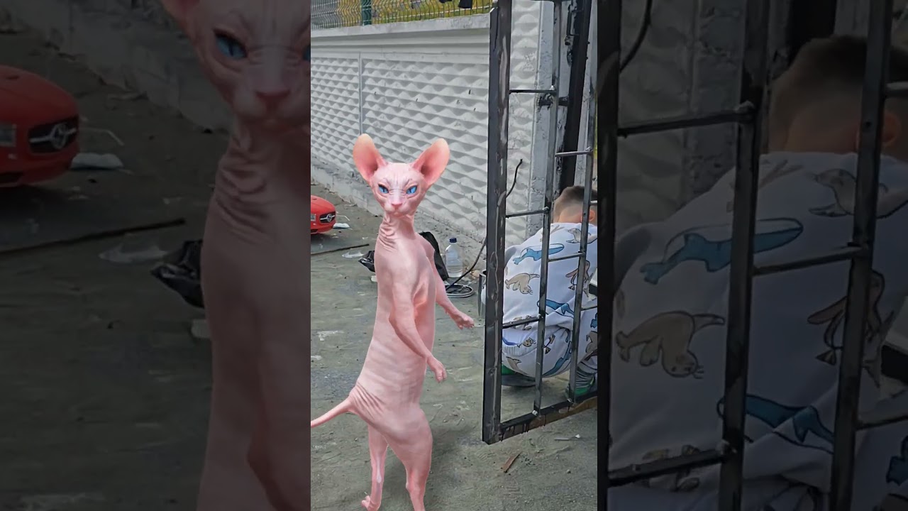 sinirli kedi boyayı dökecek‼️😱😡 