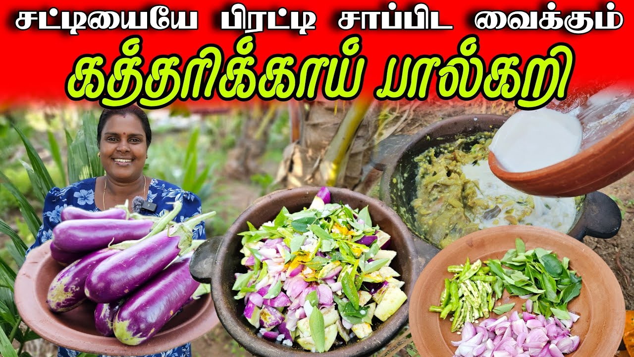 சுஜியின் கைப்பக்குவம் கத்தரிக்காய் பால்கறி | Our Village life ♥️ | vanni vlog