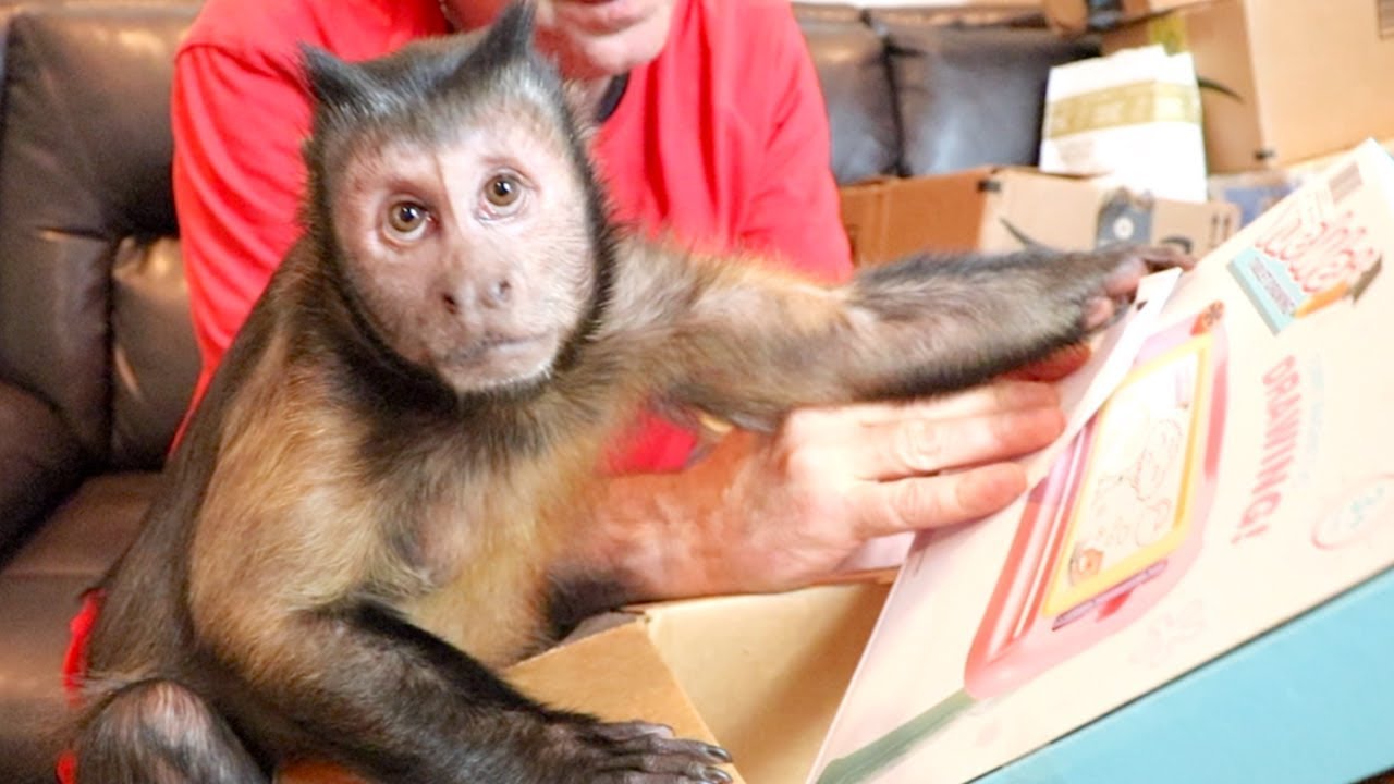 Monkey Monday Mail Unboxing! (SHERIFF BOO)