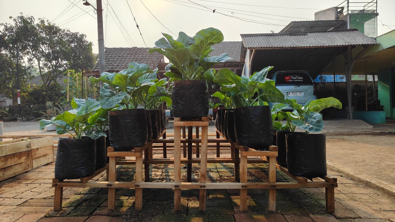 Простой способ посадки молодой капусты кале на деревянной полке: от семени до сбора урожая || как...