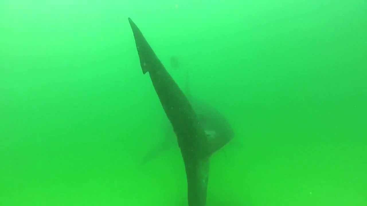 The Ocean's Hidden Predators: Revealed