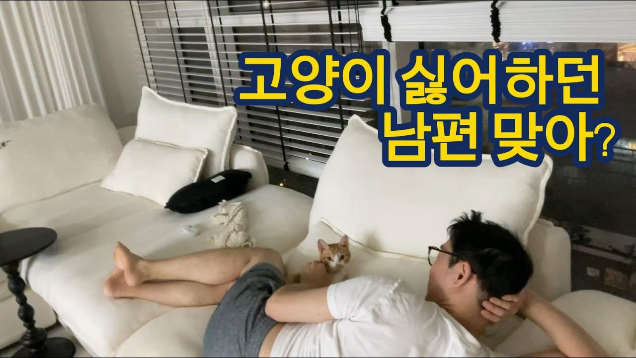고양이 때문에 