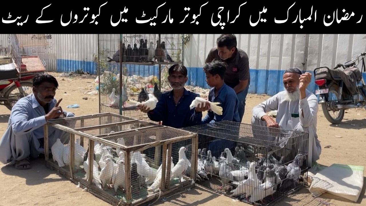 Kabootar Market Lalukhet Sunday Video Latest Update 8-3-2026 in Urdu/Hindi