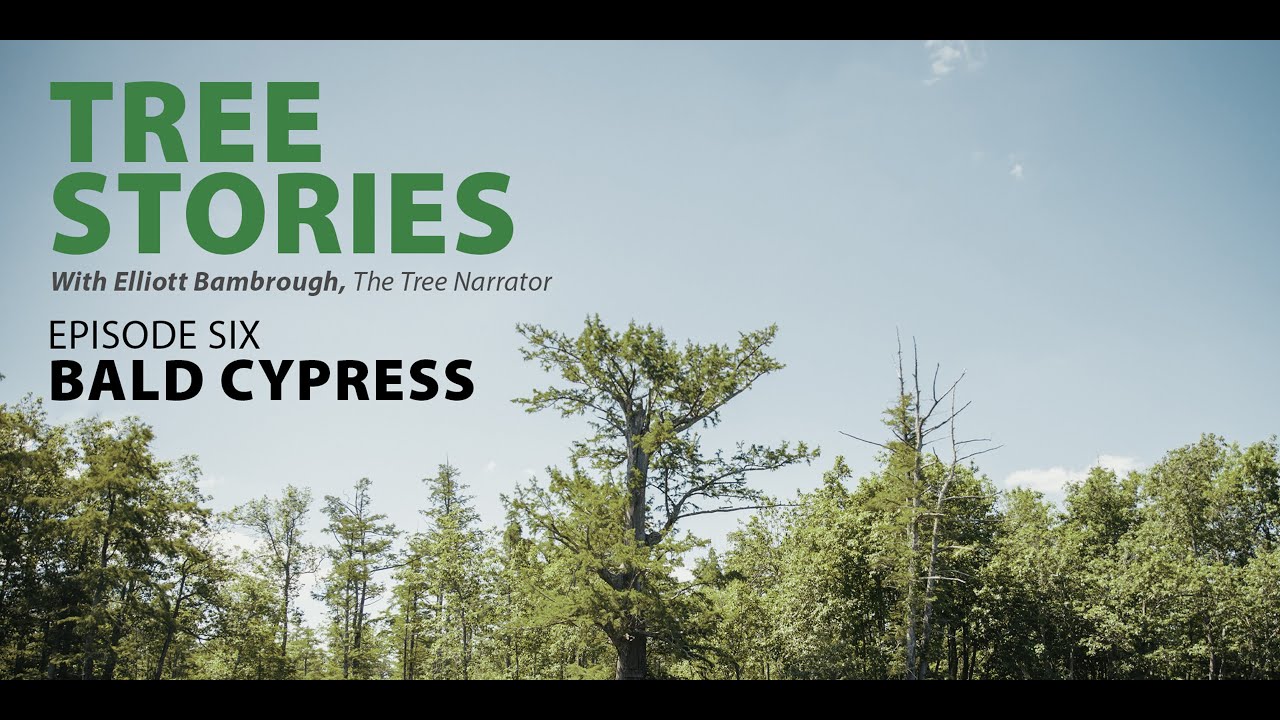 TREE STORIES - Episode Six: The Bald Cypress