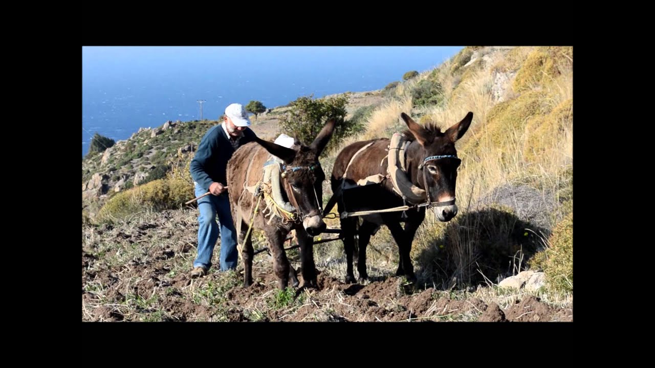 Πάτμος, όργωμα με γαϊδούρια. Patmos plowing with donkeys
