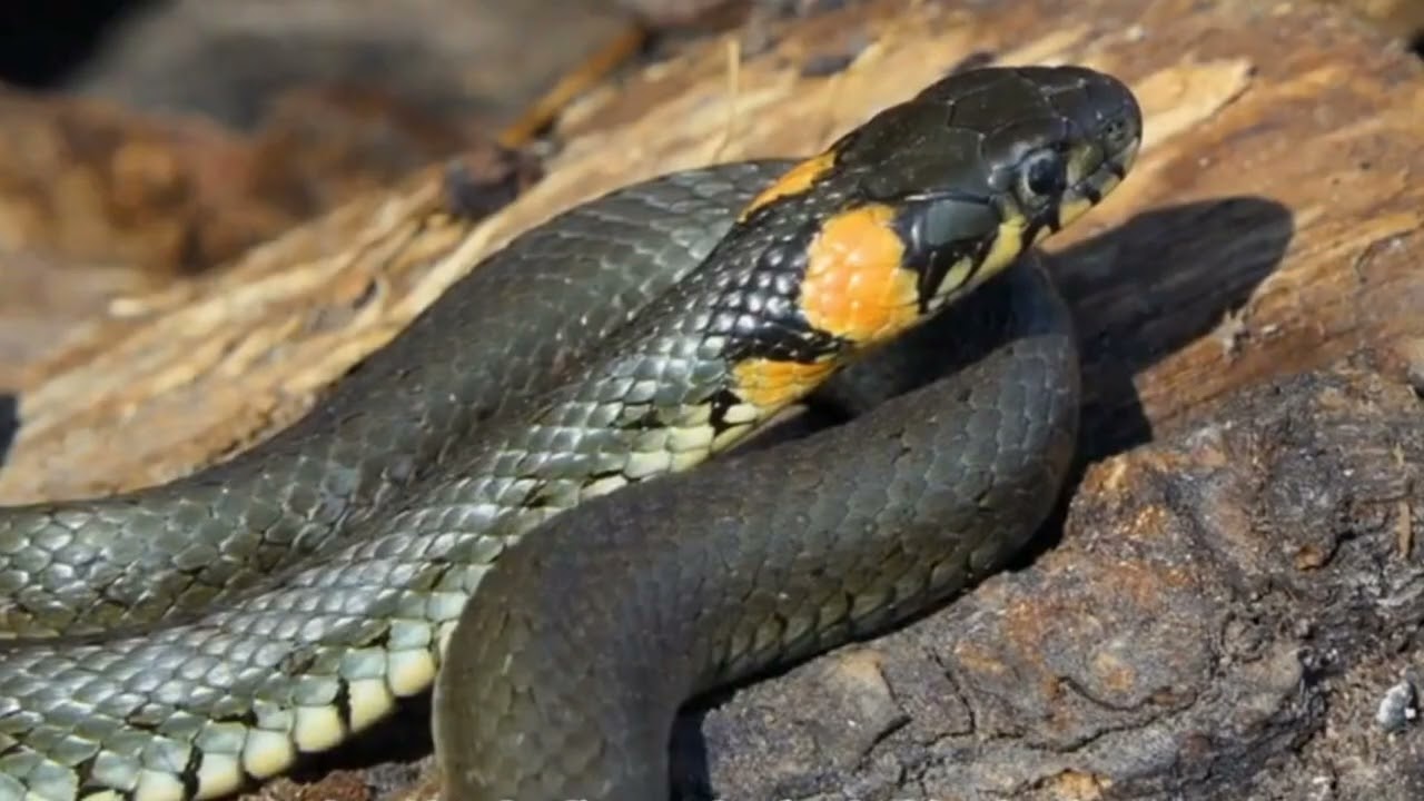 China&rsquo;s Top 4 Most Venomous Snakes Revealed: The Cobra Is Not the Deadliest! 😱