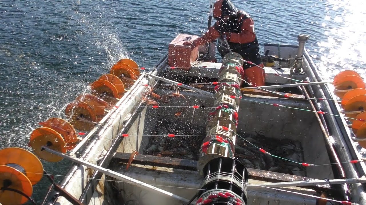 HOTR Squid jigging