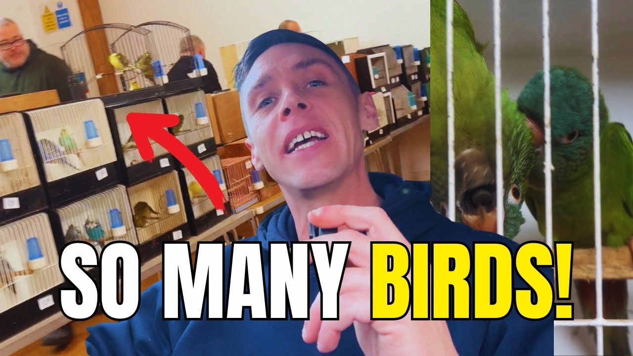 Внутри одного из самых оживленных птичьих аукционов в Великобритании! Невероятное разнообразие!