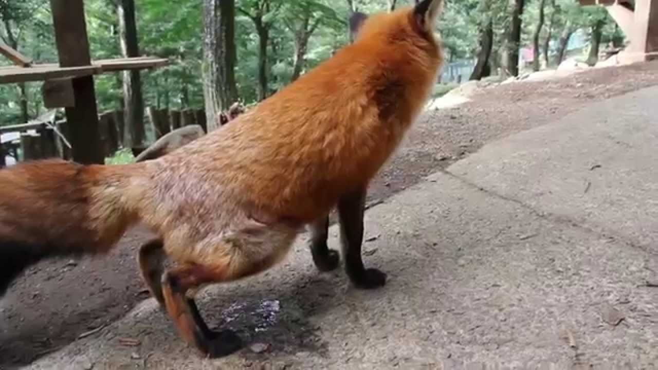 蔵王キツネ村　おしっこ